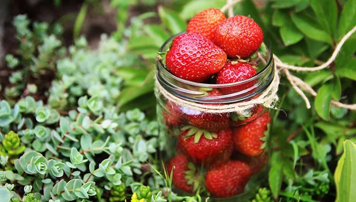 30547 malic acid product